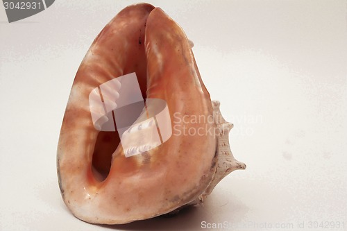 Image of   sea shell