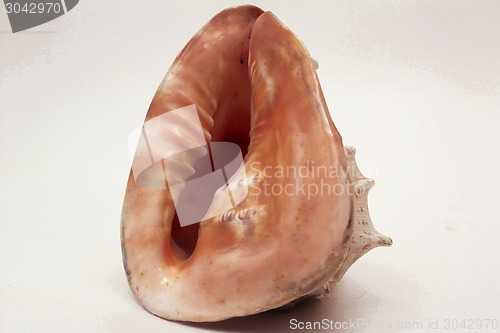 Image of   sea shell