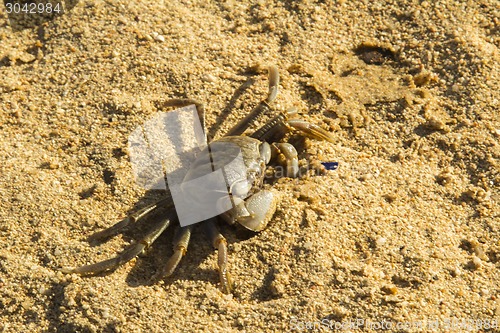 Image of small crab.