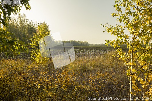 Image of autumn sketches.