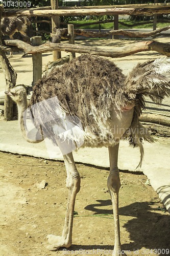 Image of Tailand.Pattayya.Zoopark