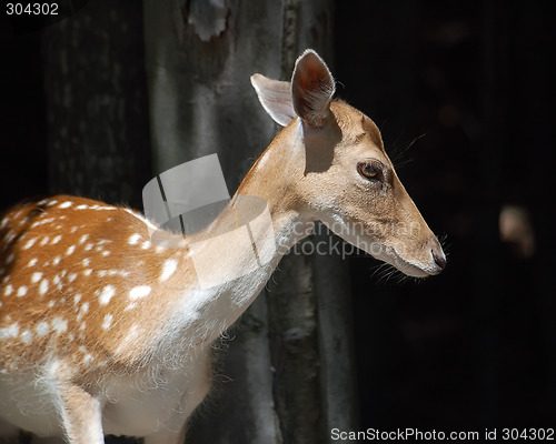 Image of Deer