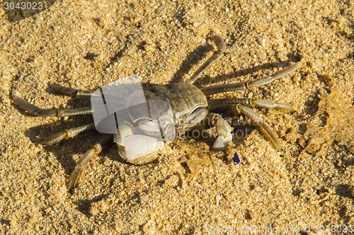 Image of small crab.