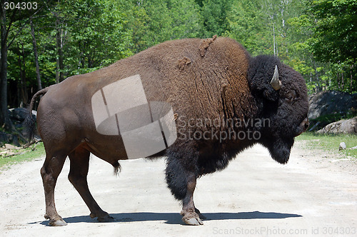 Image of Buffalo