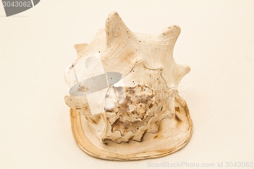 Image of   sea shell