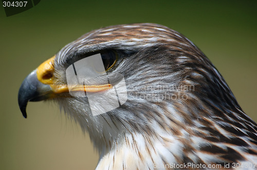 Image of Hawk