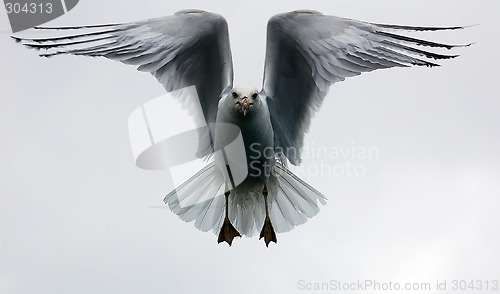 Image of Seagul in flight
