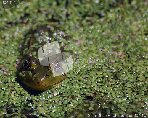 Image of Frog in pond