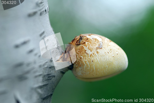 Image of Mushroom on tree