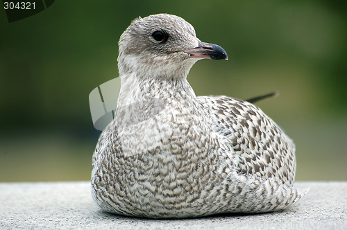 Image of Seagull