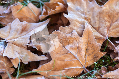 Image of Fallen leaves