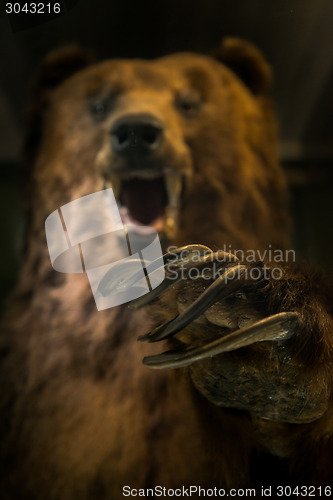 Image of Dangerous bear ready to hunt