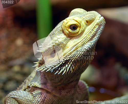 Image of Dragon