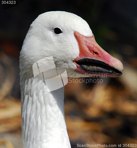 Image of Goose