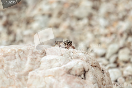 Image of Gecko lizard on rocks 