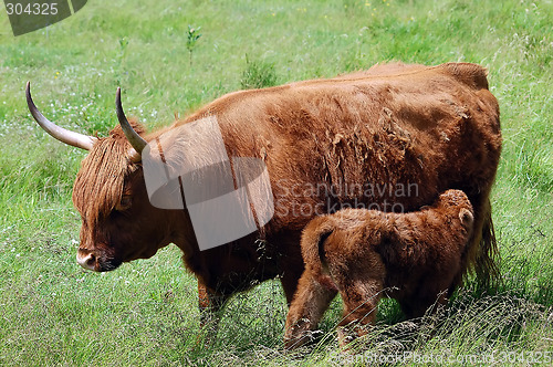 Image of Young beef with it,s mother