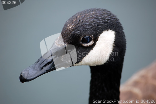 Image of Canada Goose