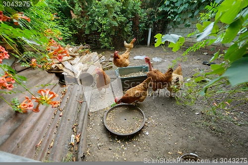 Image of Chickens in the poultry yard eating 