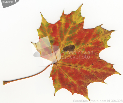 Image of autumnal leaf