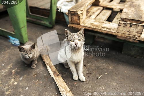 Image of Dirty street cats sitting in factory