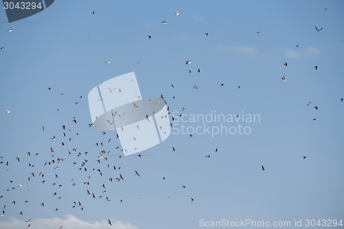 Image of Flying birds in blue sky