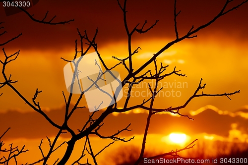 Image of Bare trees