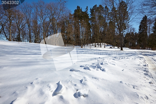 Image of Winter Landscape