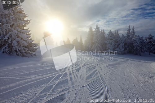 Image of Winter forest