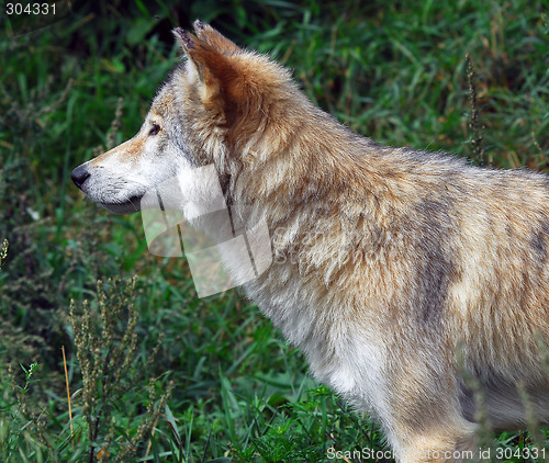 Image of Wolf