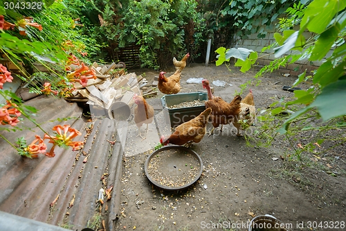 Image of Chickens in the poultry yard eating 