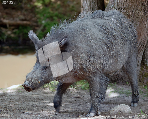 Image of Wild Boar