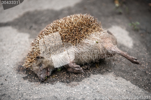 Image of Dead porcupine on the road