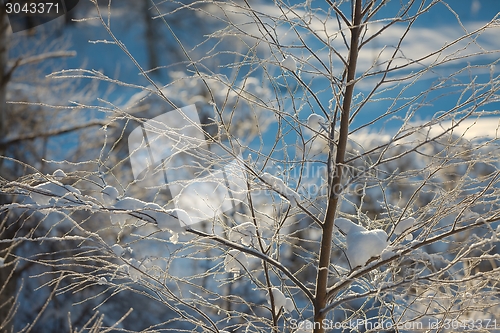 Image of Winter tree