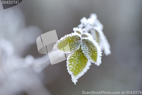 Image of Frozen leaves
