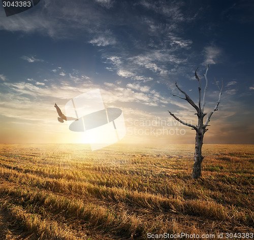 Image of Dry tree in autumnn field