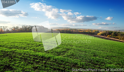 Image of Field of winter crops