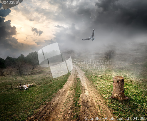 Image of Bird over country road