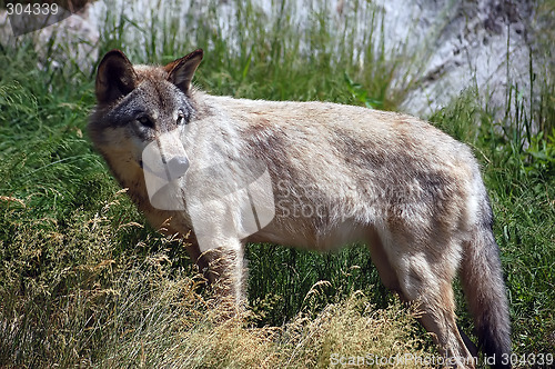 Image of Wolf