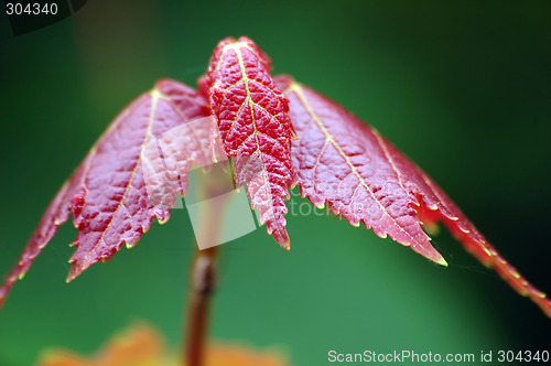 Image of Maple Leaf