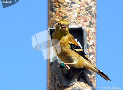 Image of American Goldfinch