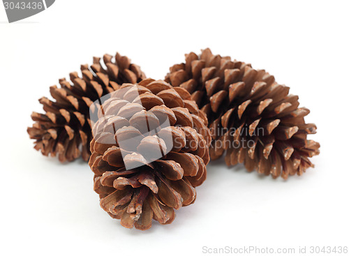 Image of pine cones