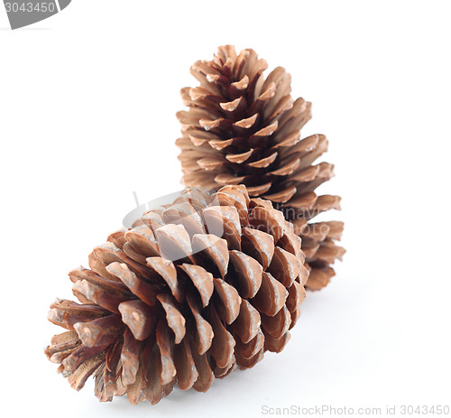 Image of pine cones