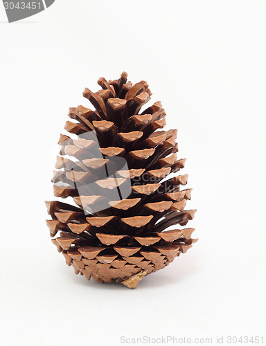 Image of pine cones