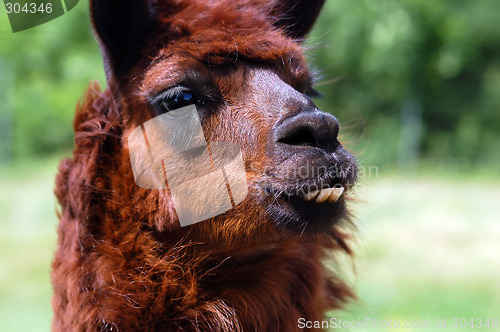 Image of Llama