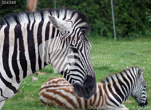 Image of Zebra