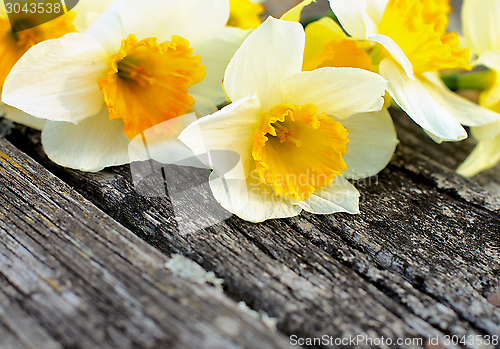 Image of Daffodils