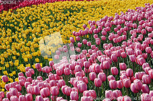 Image of Tulip's Field