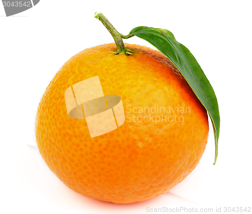 Image of Tangerine