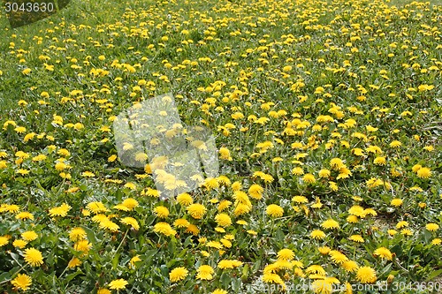 Image of Lots of flowering dandelions plants