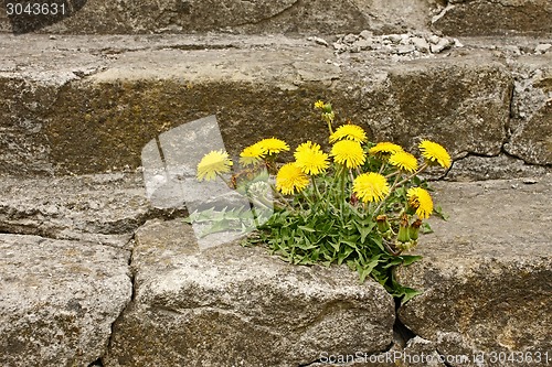 Image of First dandelion on concrete staircase